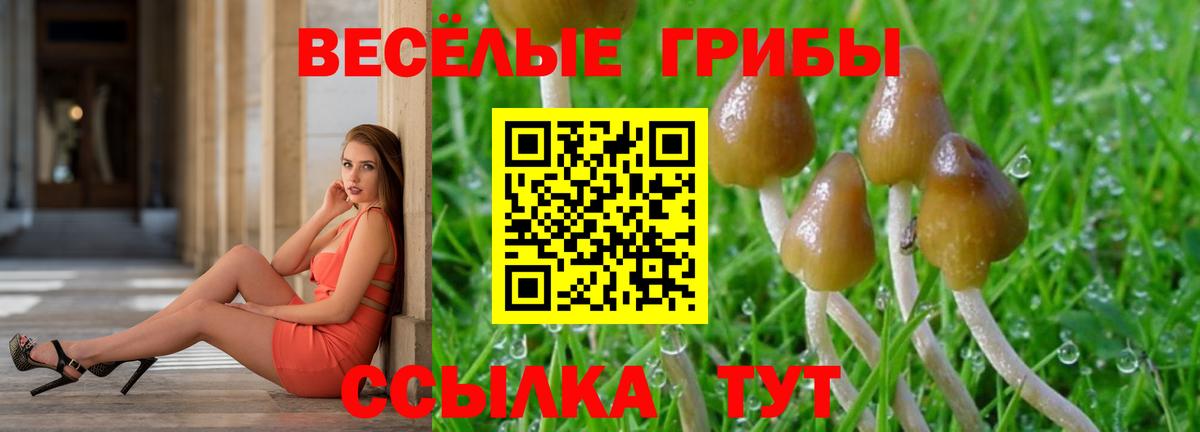 Псилоцибиновые грибы Cubensis Муром